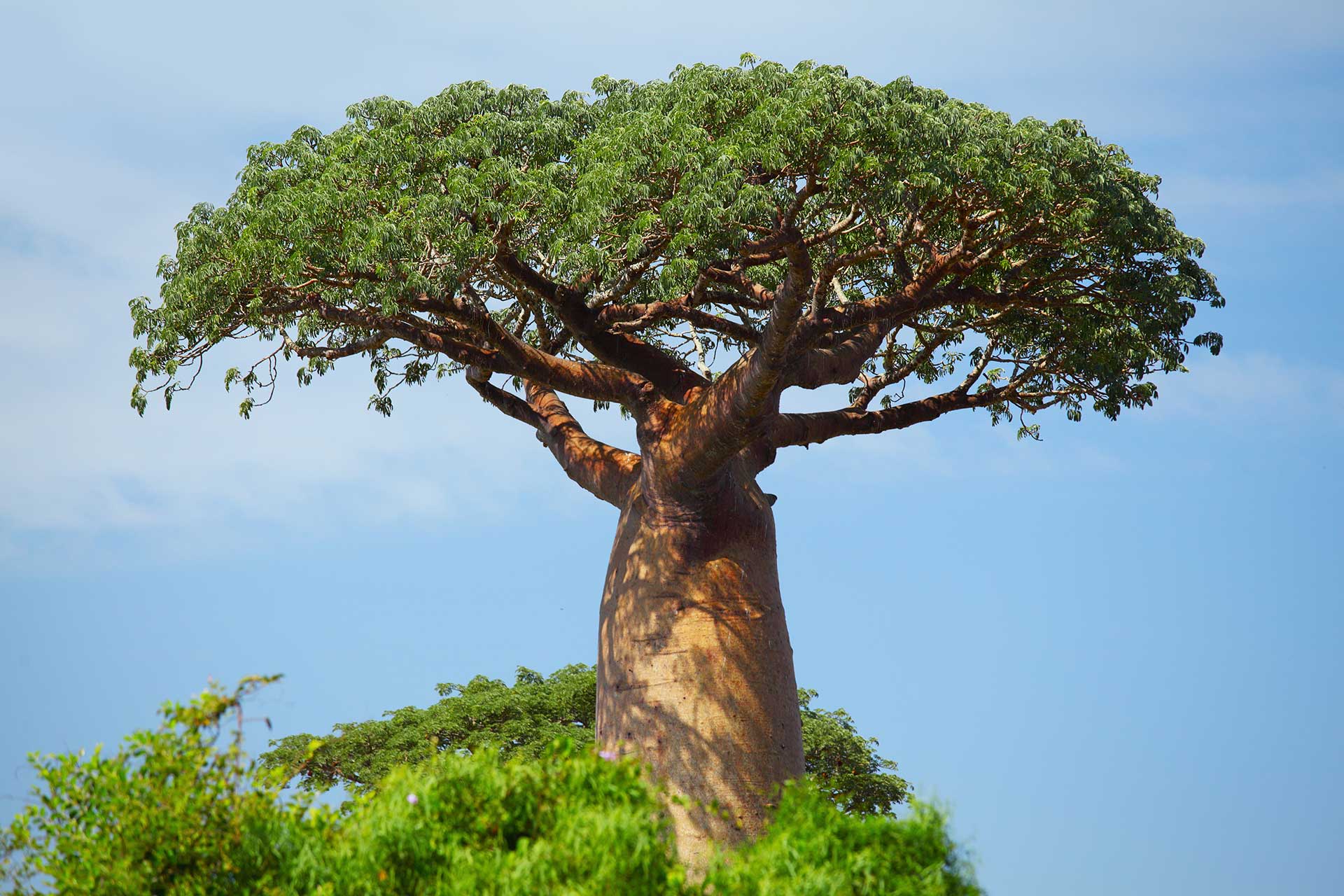 Baobab Jamani